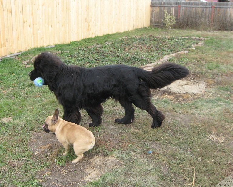 Фото: ньюфаундленд S'Nejnaya V'yuga Big Rashshen Boss (С'Нежная Вьюга Биг Рашшен Босс)