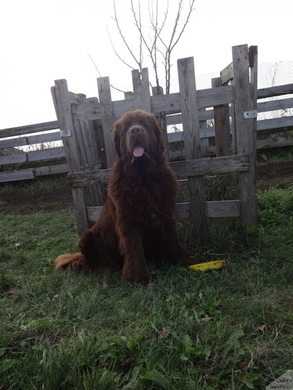 Фото: ньюфаундленд Funnewf Avalon (Фанньюф Авалон)