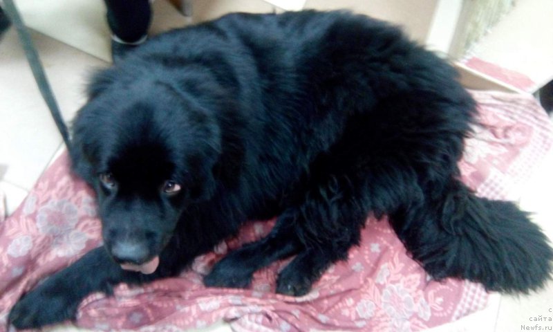 Фото: ньюфаундленд Predannyiy Drug (Преданный Друг)
