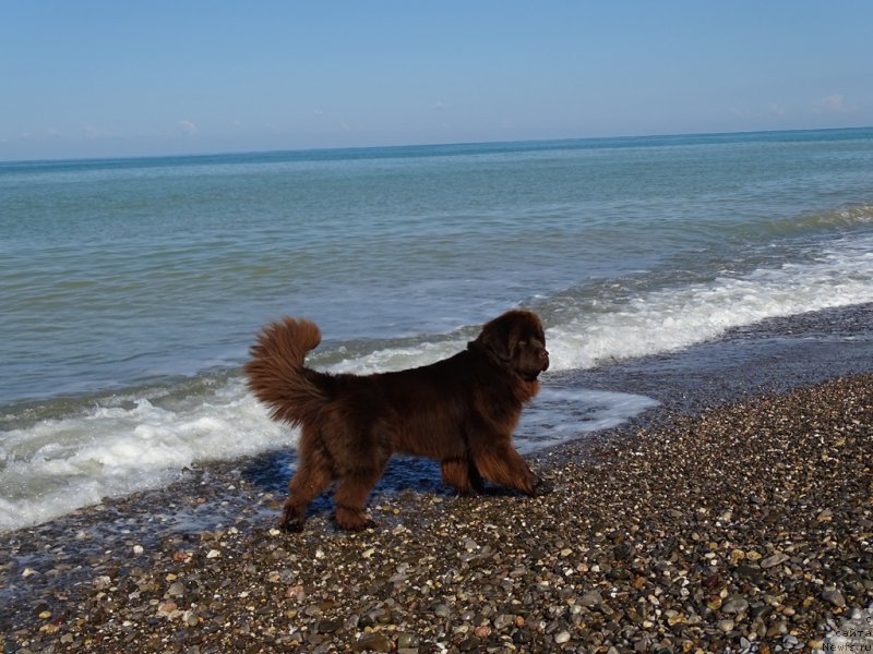 Фото: ньюфаундленд N'yufort Vivian (Ньюфорт Вивиан)