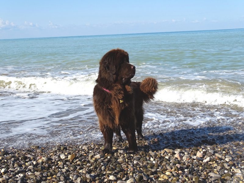 Фото: ньюфаундленд N'yufort Vivian (Ньюфорт Вивиан)