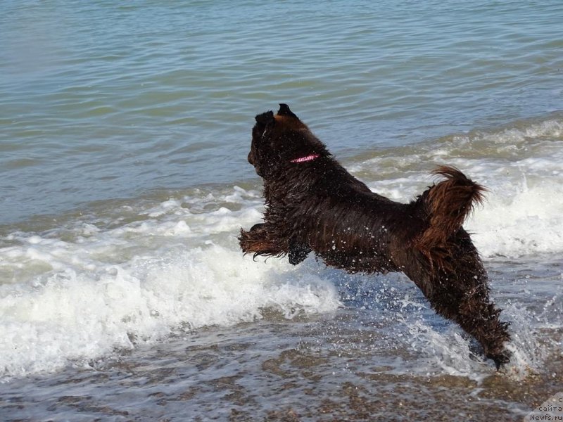 Фото: ньюфаундленд N'yufort Vivian (Ньюфорт Вивиан)