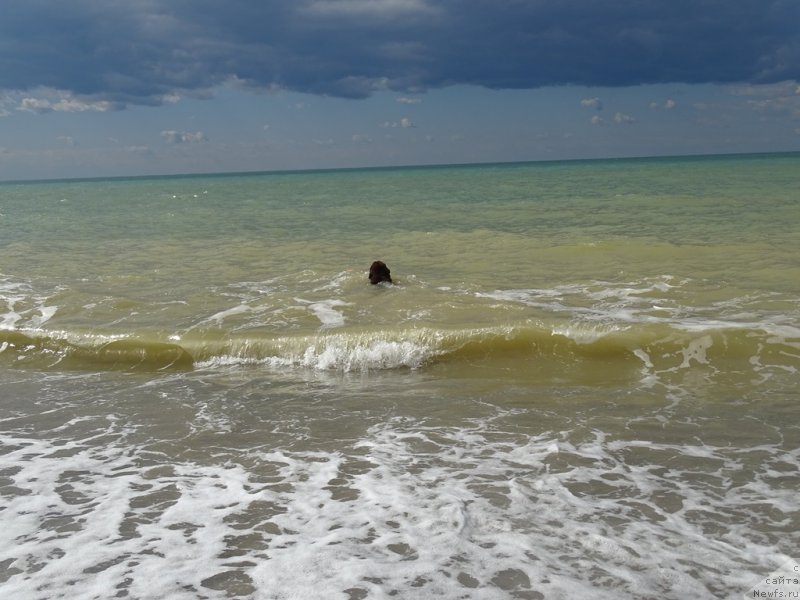 Фото: ньюфаундленд N'yufort Vivian (Ньюфорт Вивиан)