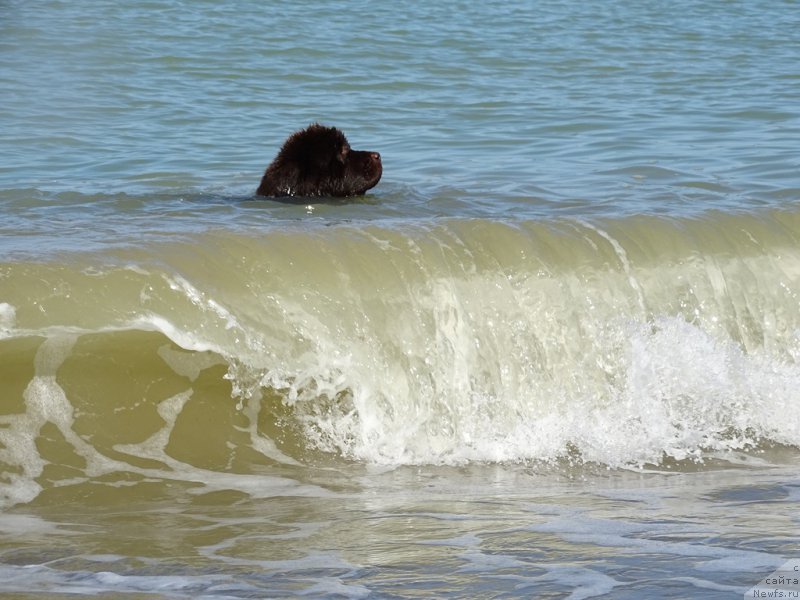 Фото: ньюфаундленд N'yufort Vivian (Ньюфорт Вивиан)