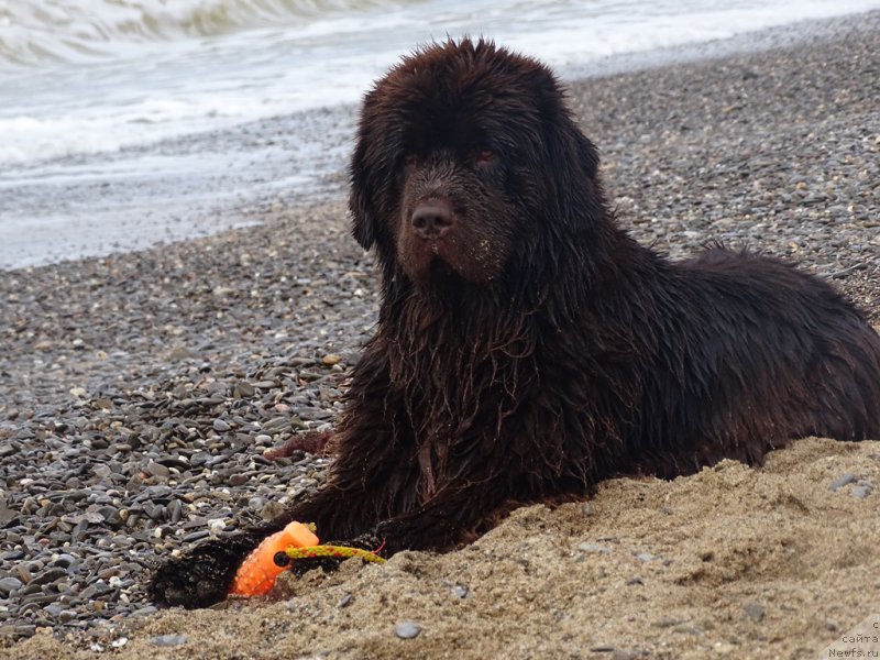 Фото: ньюфаундленд N'yufort Vivian (Ньюфорт Вивиан)