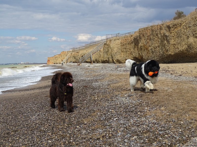 Фото: ньюфаундленд N'yufort Vivian (Ньюфорт Вивиан), ньюфаундленд CHernyiy SHarm Vellington (Черный Шарм Веллингтон)