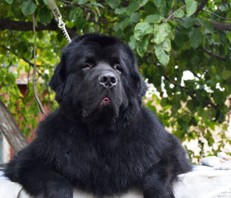 Фото: ньюфаундленд CHernyiy Balu Efrem (Черный Балу Ефрем)