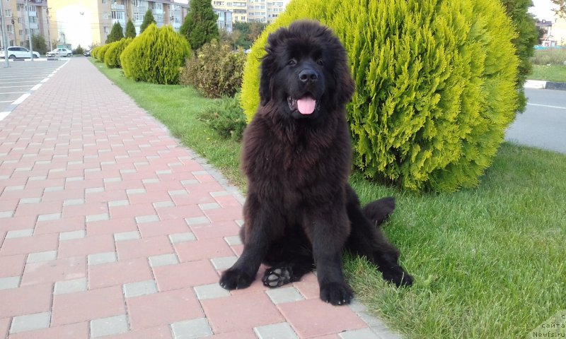 Фотография № 214911