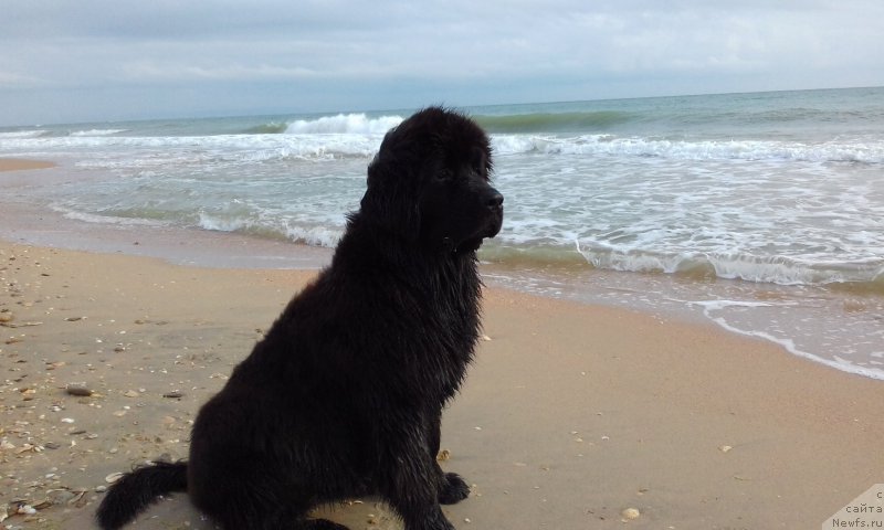 Фотография № 214921