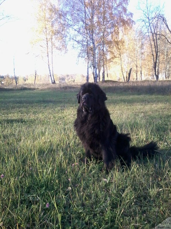 Фотография № 214923