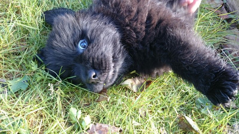 Фото: ньюфаундленд Chernaya Mafia Blackberry Blossom (Черная Мафия Бласкберру Блоссом)
