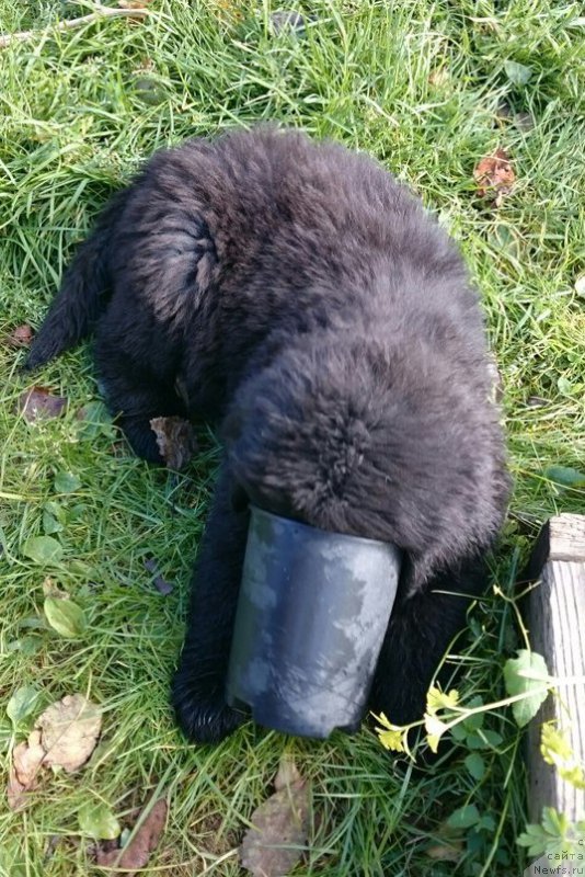 Фото: ньюфаундленд Chernaya Mafia Blackberry Blossom (Черная Мафия Бласкберру Блоссом)