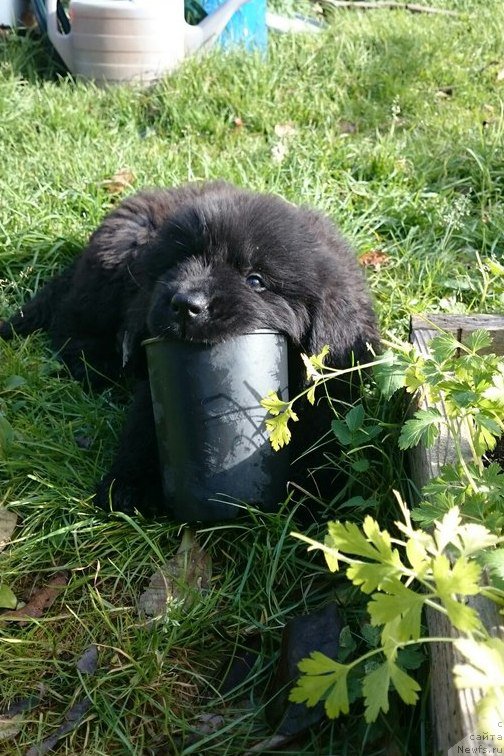 Фотография № 214928