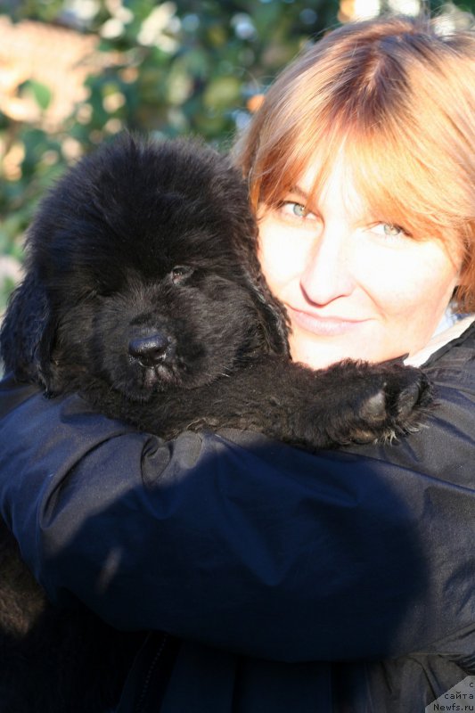 Фото: ньюфаундленд Chernaya Mafia Big Bang Theory (Черная Мафия Биг Банг Тхеору)