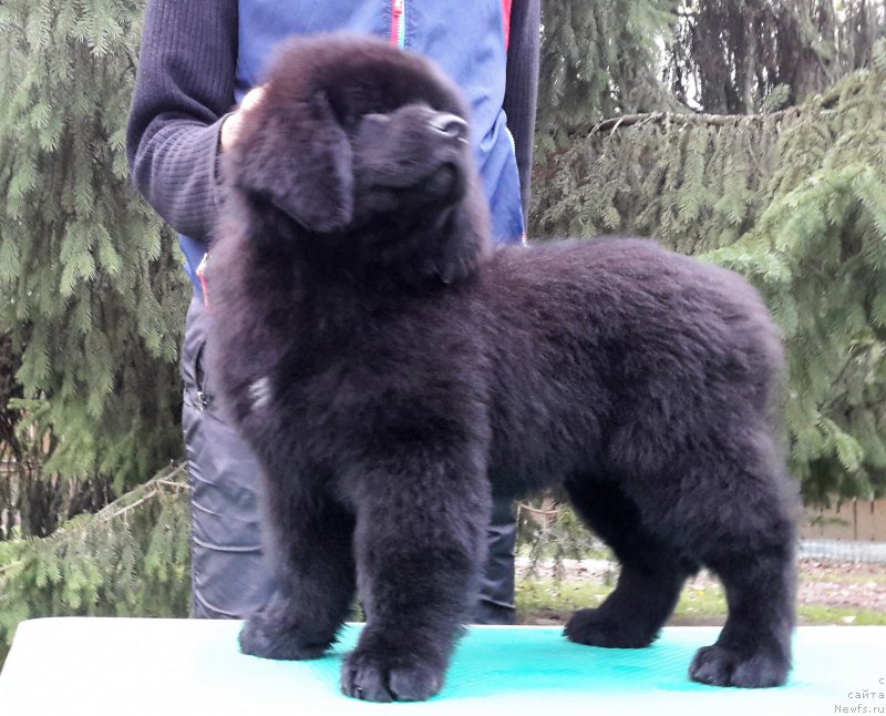 Фото: ньюфаундленд Moya Stikhiya Medzhi Ivi (Моя Стихия Меджи Иви)
