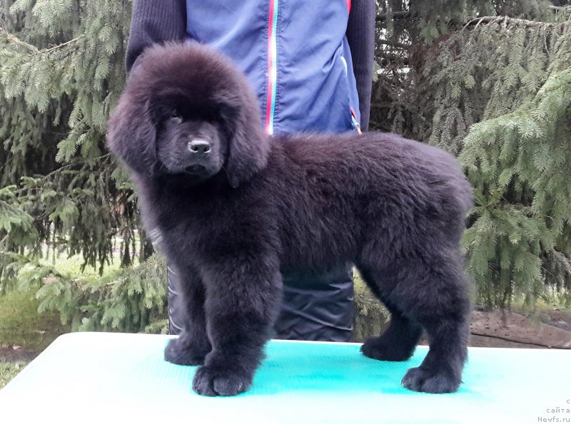 Фото: ньюфаундленд Moya Stikhiya Medzhi Ivi (Моя Стихия Меджи Иви)