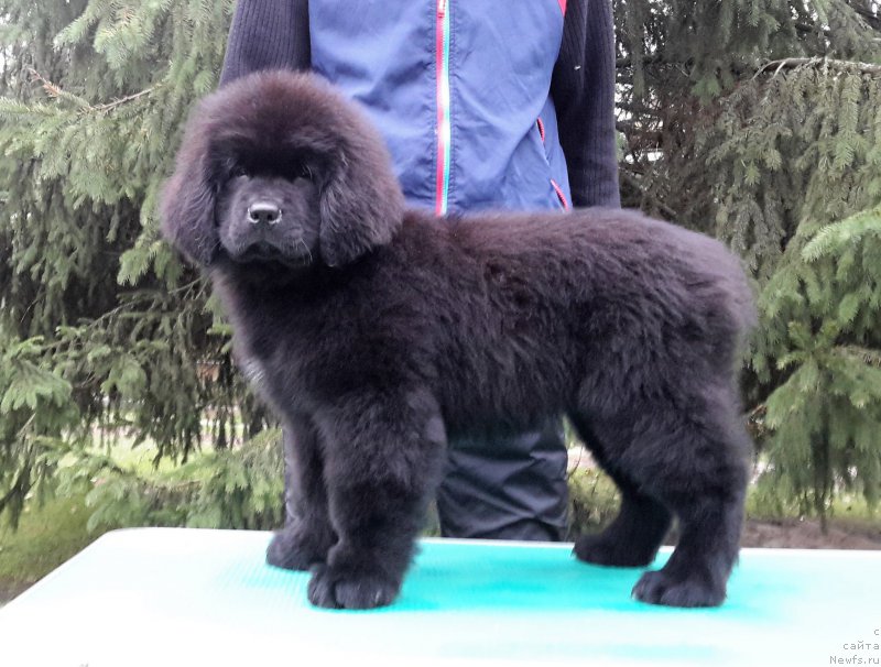 Фото: ньюфаундленд Moya Stikhiya Medzhi Ivi (Моя Стихия Меджи Иви)