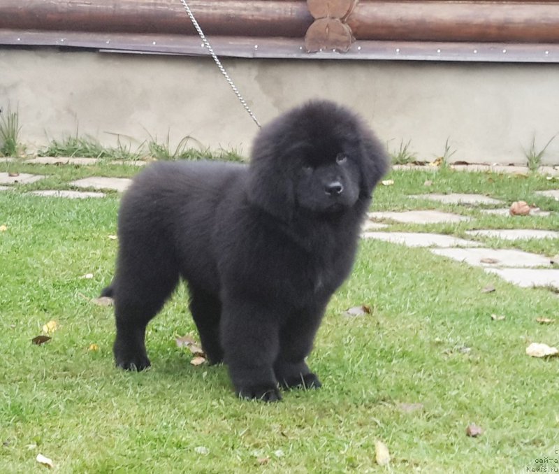 Фото: ньюфаундленд Moya Stikhiya Medzhi Ivi (Моя Стихия Меджи Иви)