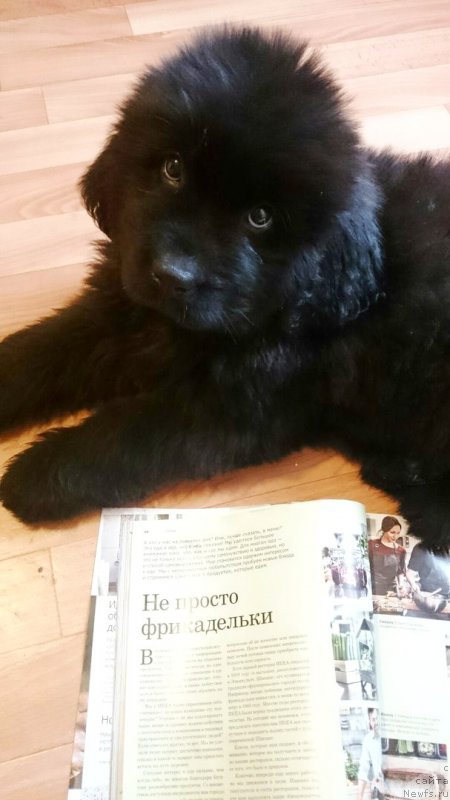 Фото: ньюфаундленд Chernaya Mafia Blackberry Blossom (Черная Мафия Бласкберру Блоссом)