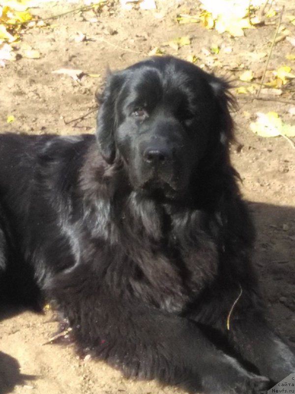 Фото: ньюфаундленд Perseja is Antagrada (Персея из Антаграда)