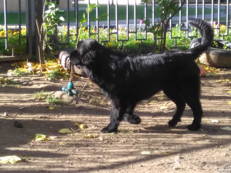 Фото: ньюфаундленд Parki is Antagrada (Парки из Антаграда)