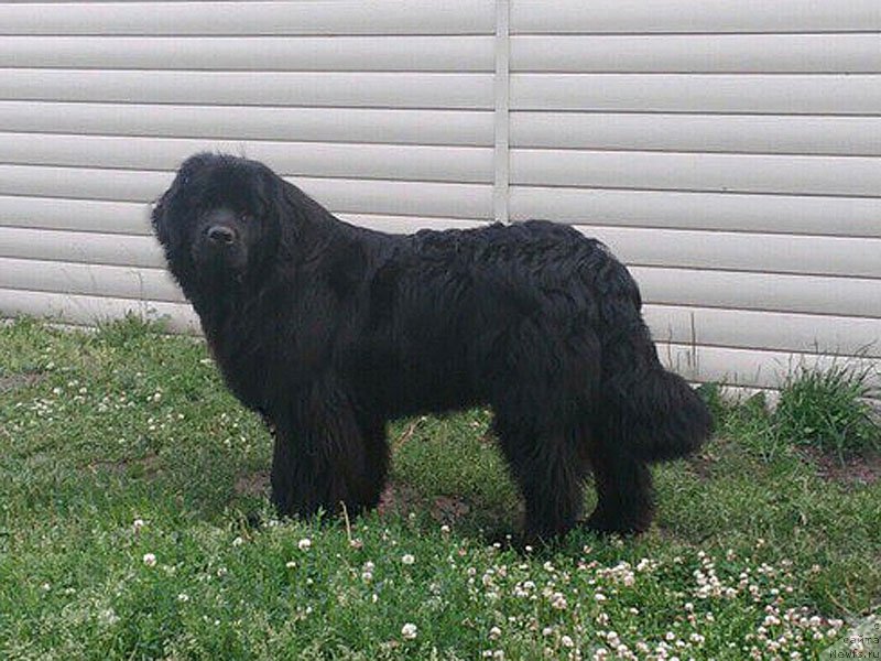 Фото: ньюфаундленд Karden Stremlenie k Garmonii (Карден Стремление к Гармонии)