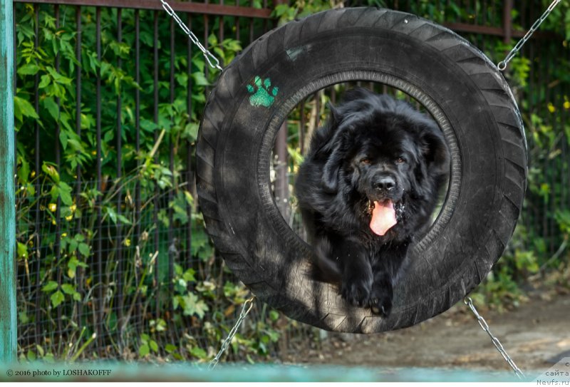 Фото: ньюфаундленд Vakula Olimpiyskiy Mishka (Вакула Олимпийский Мишка)