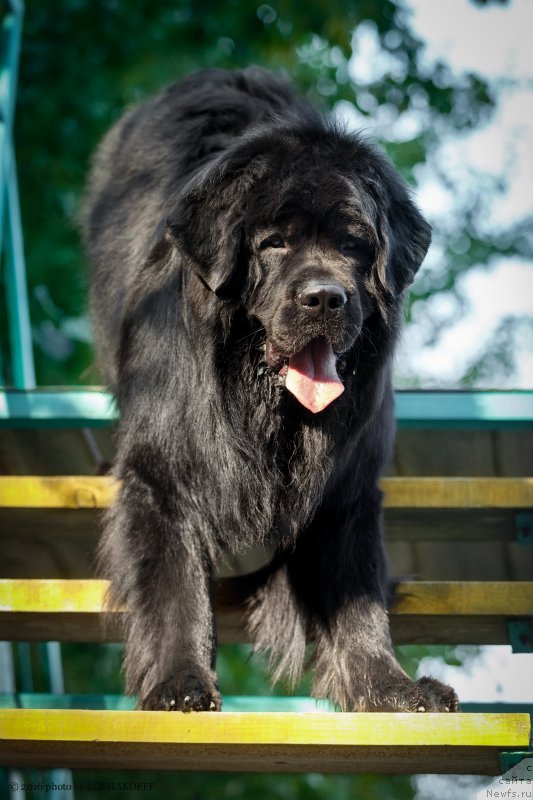 Фото: ньюфаундленд Vakula Olimpiyskiy Mishka (Вакула Олимпийский Мишка)