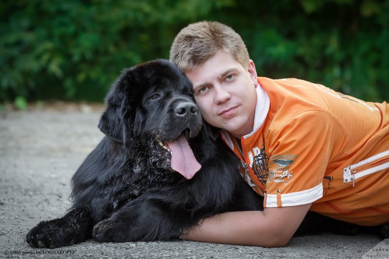 Фото: ньюфаундленд Vakula Olimpiyskiy Mishka (Вакула Олимпийский Мишка)