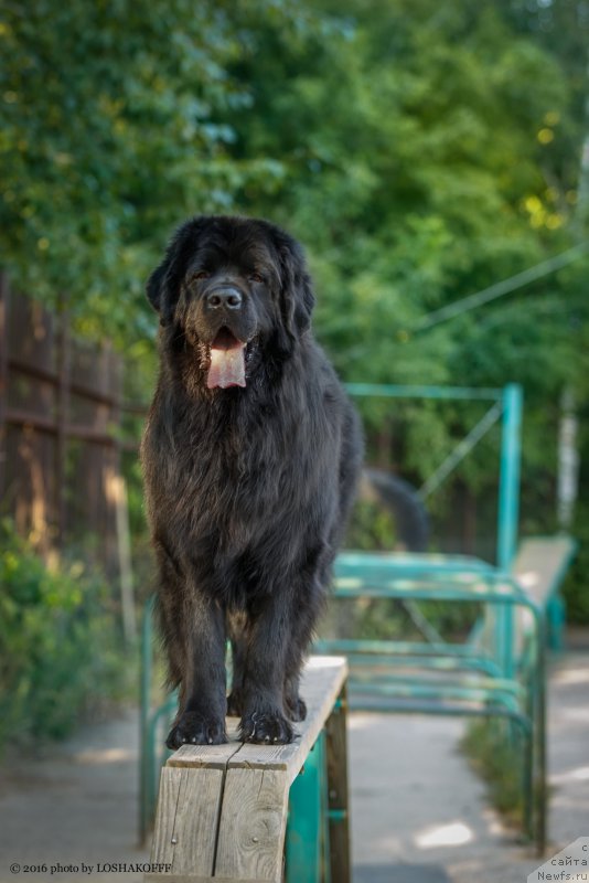 Фото: ньюфаундленд Vakula Olimpiyskiy Mishka (Вакула Олимпийский Мишка)