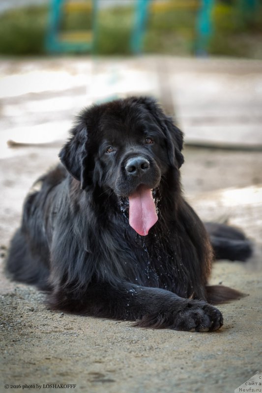 Фото: ньюфаундленд Vakula Olimpiyskiy Mishka (Вакула Олимпийский Мишка)