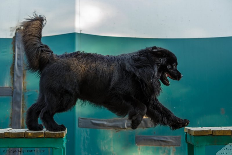 Фото: ньюфаундленд Vakula Olimpiyskiy Mishka (Вакула Олимпийский Мишка)