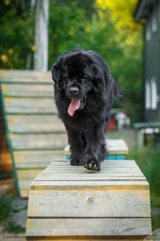 Фото: ньюфаундленд Vakula Olimpiyskiy Mishka (Вакула Олимпийский Мишка)