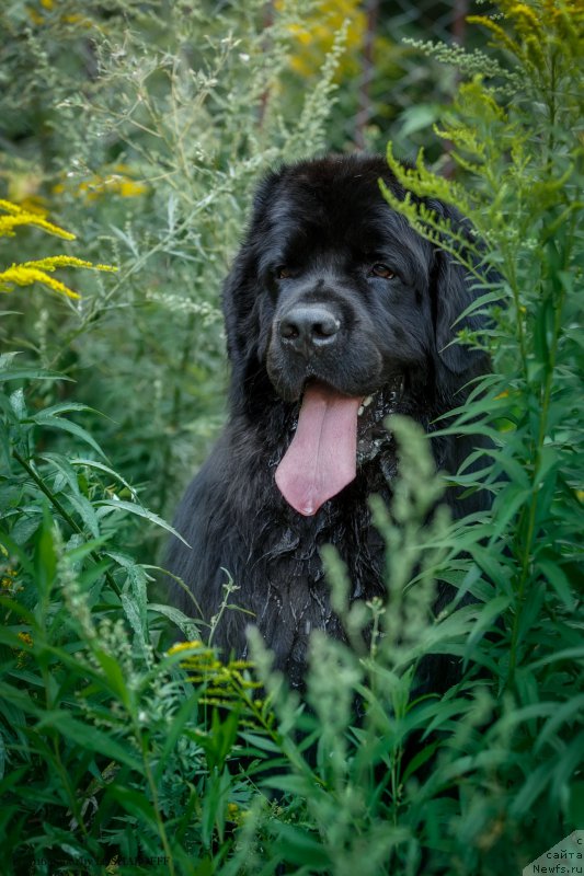Фото: ньюфаундленд Vakula Olimpiyskiy Mishka (Вакула Олимпийский Мишка)