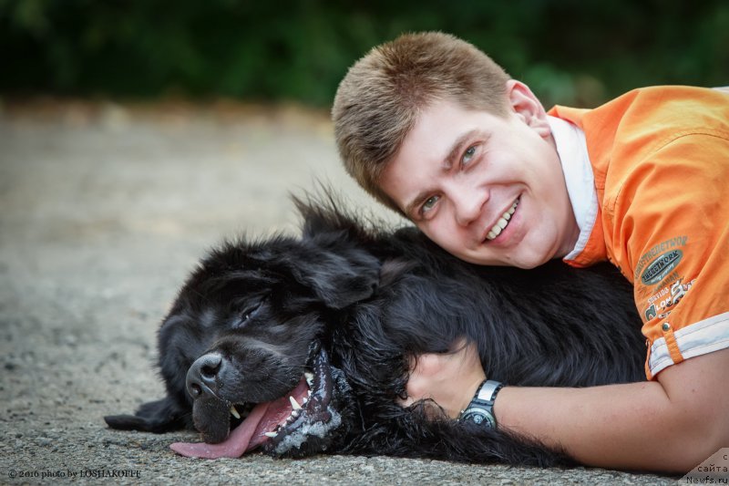 Фото: ньюфаундленд Vakula Olimpiyskiy Mishka (Вакула Олимпийский Мишка)