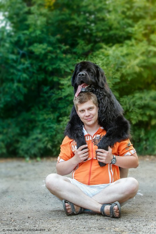 Фото: ньюфаундленд Vakula Olimpiyskiy Mishka (Вакула Олимпийский Мишка)