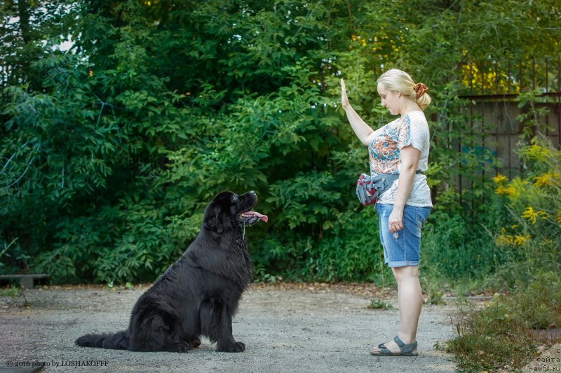 Фото: ньюфаундленд Vakula Olimpiyskiy Mishka (Вакула Олимпийский Мишка), YUliya Vashkina (Юлия Вашкина)