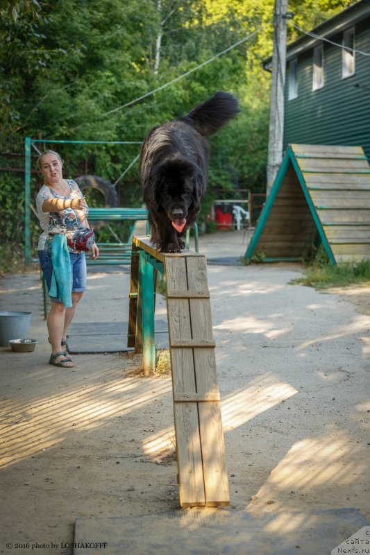 Фото: ньюфаундленд Vakula Olimpiyskiy Mishka (Вакула Олимпийский Мишка), YUliya Vashkina (Юлия Вашкина)