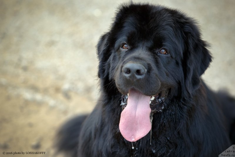 Фото: ньюфаундленд Vakula Olimpiyskiy Mishka (Вакула Олимпийский Мишка), YUliya Vashkina (Юлия Вашкина)