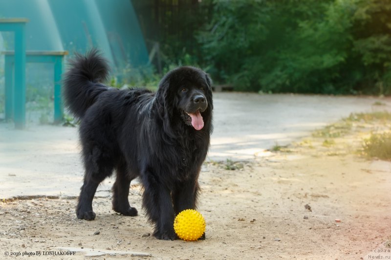 Фото: ньюфаундленд Vakula Olimpiyskiy Mishka (Вакула Олимпийский Мишка), YUliya Vashkina (Юлия Вашкина)