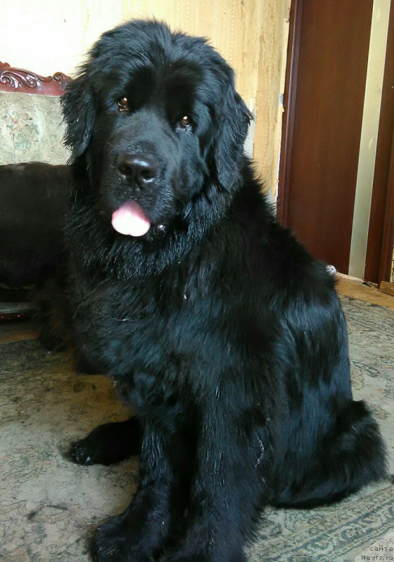 Фотография № 214977