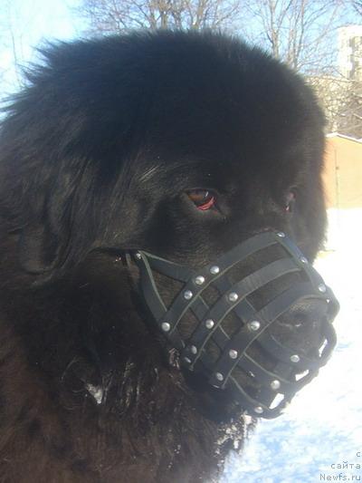 Фото: ньюфаундленд Jemchug Grand iz Unikal'noy Kollekcii (Жемчуг Гранд из Уникальной Коллекции)