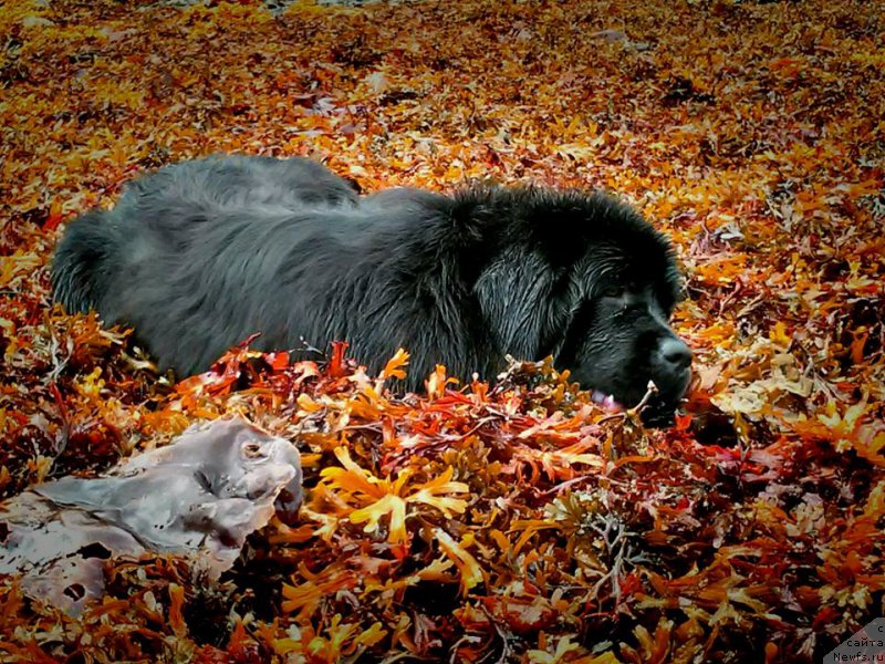 Фото: ньюфаундленд Chernaya Mafia Аngel Among Us (Черная Мафия Ангел Амонг Ус)