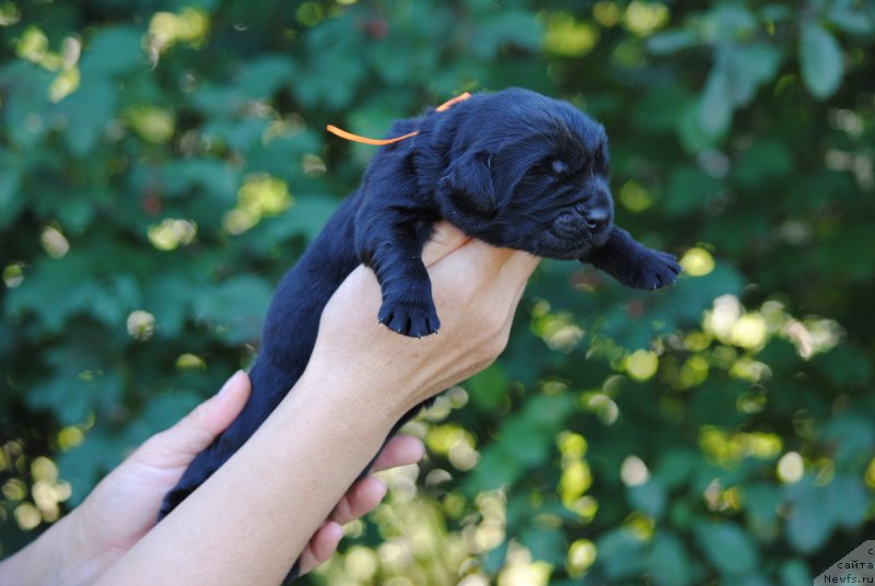 Фото: ньюфаундленд Moya Stihiya Navarro Imperial (Моя Стихия Наварро Империал)