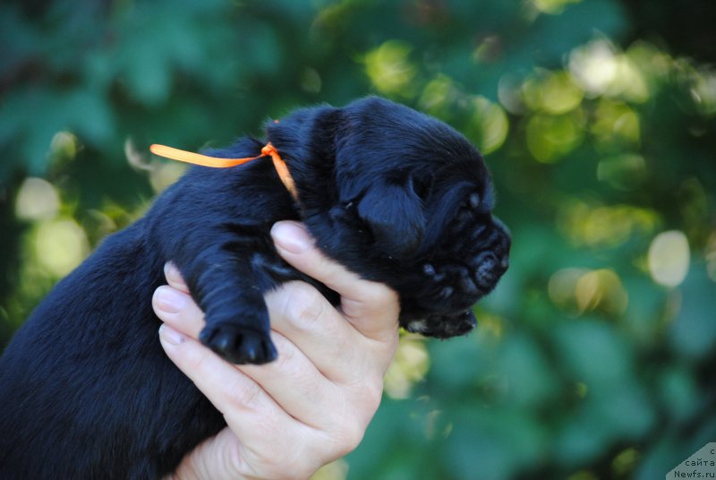 Фото: ньюфаундленд Moya Stihiya Navarro Imperial (Моя Стихия Наварро Империал)