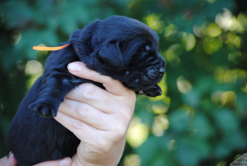 Фото: ньюфаундленд Moya Stihiya Navarro Imperial (Моя Стихия Наварро Империал)