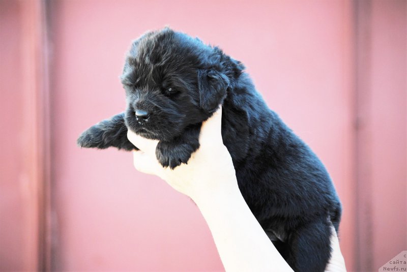 Фото: ньюфаундленд Moya Stihiya Navarro Imperial (Моя Стихия Наварро Империал)