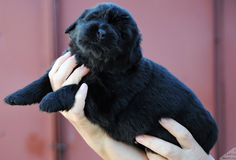 Фото: ньюфаундленд Moya Stikhiya Nastasya Krasa (Моя Стихия Настасья Краса)