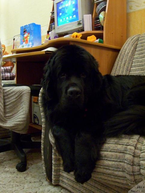 Фото: ньюфаундленд Ai Love Rich (Ай Лав Рич)