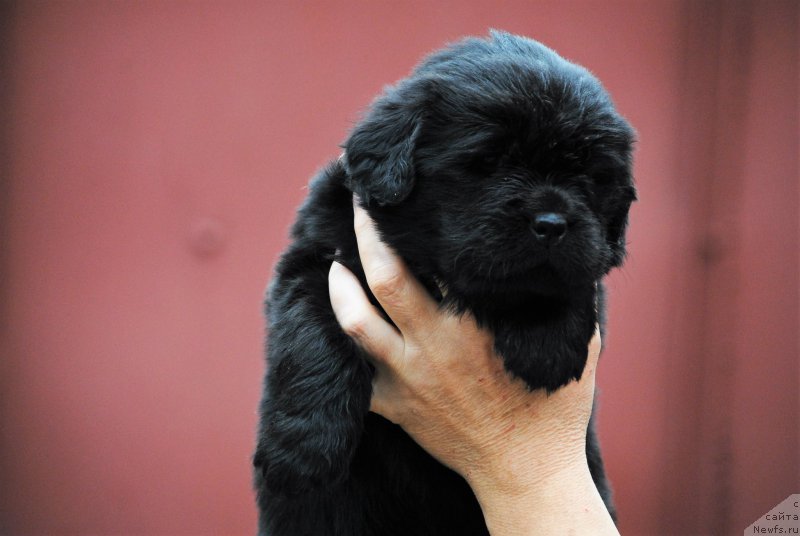 Фото: ньюфаундленд Moya Stikhiya Nastasya Krasa (Моя Стихия Настасья Краса)